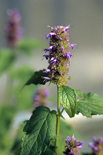 Agastache foeniculum